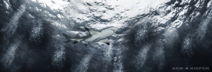 Lemon shark at tiger beach by Ken Kiefer 